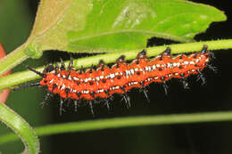 Image of Variegated Fritillary