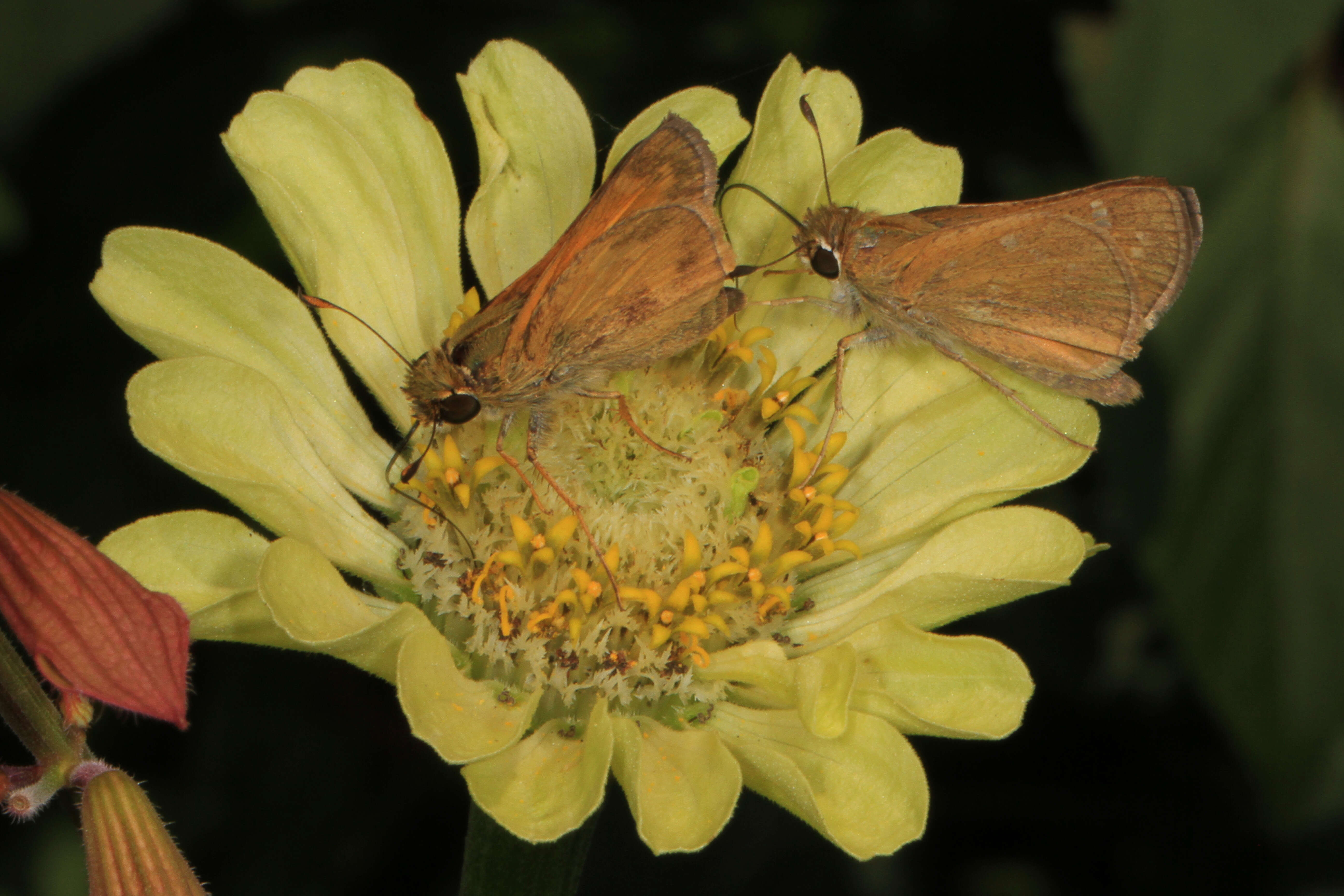 Atalopedes campestris Boisduval 1852 resmi