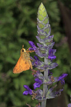 Atalopedes campestris Boisduval 1852 resmi