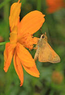 Atalopedes campestris Boisduval 1852 resmi