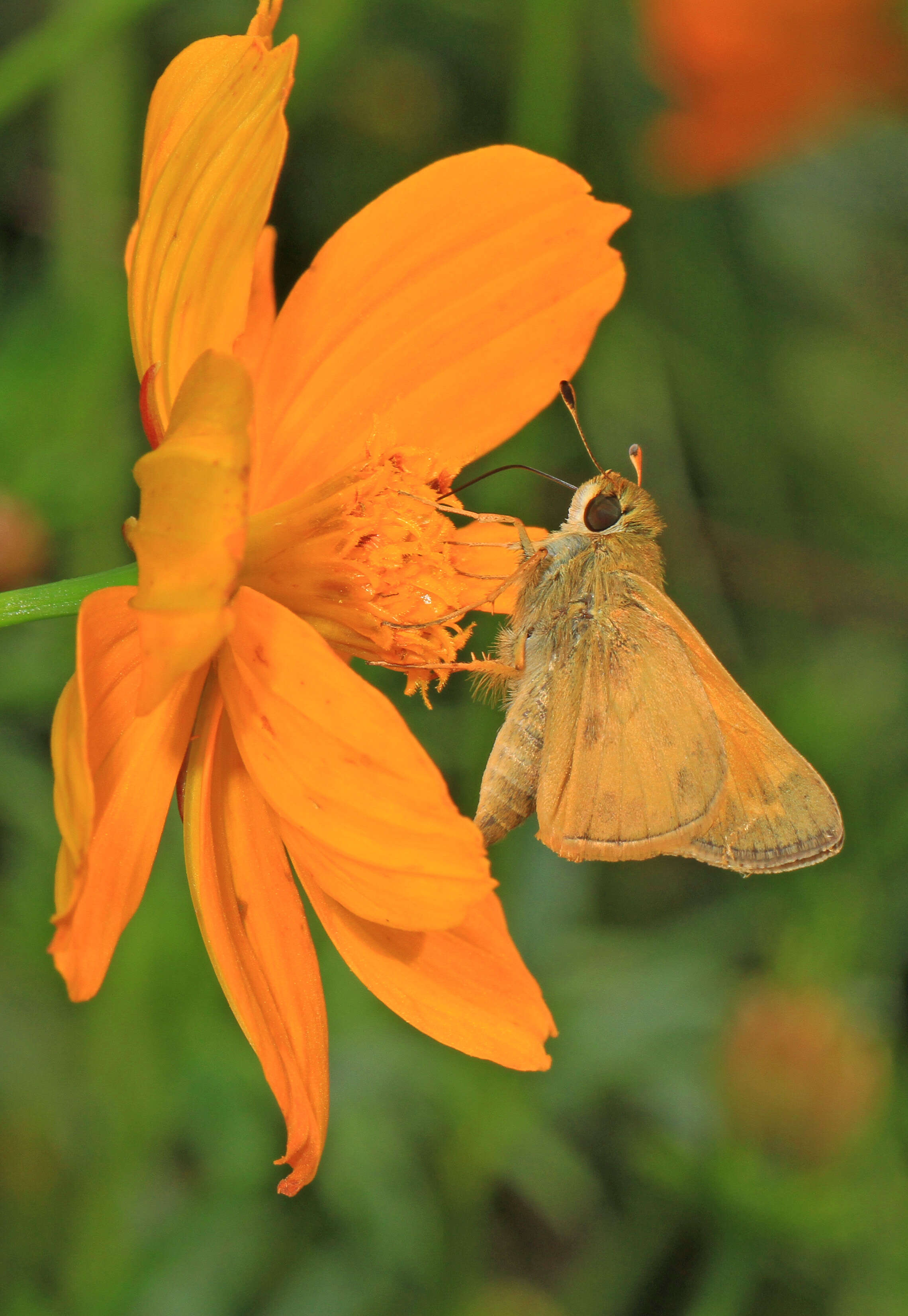 Atalopedes campestris Boisduval 1852 resmi