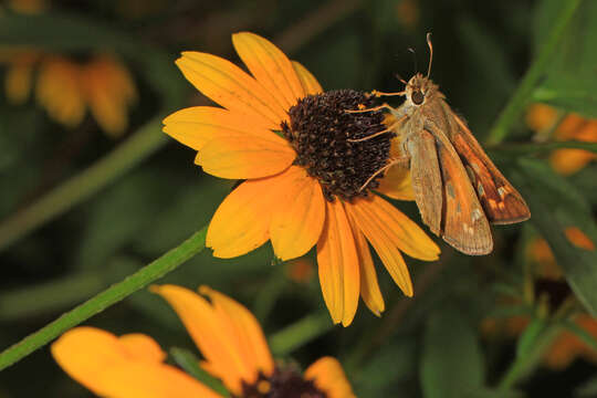 Atalopedes campestris Boisduval 1852 resmi