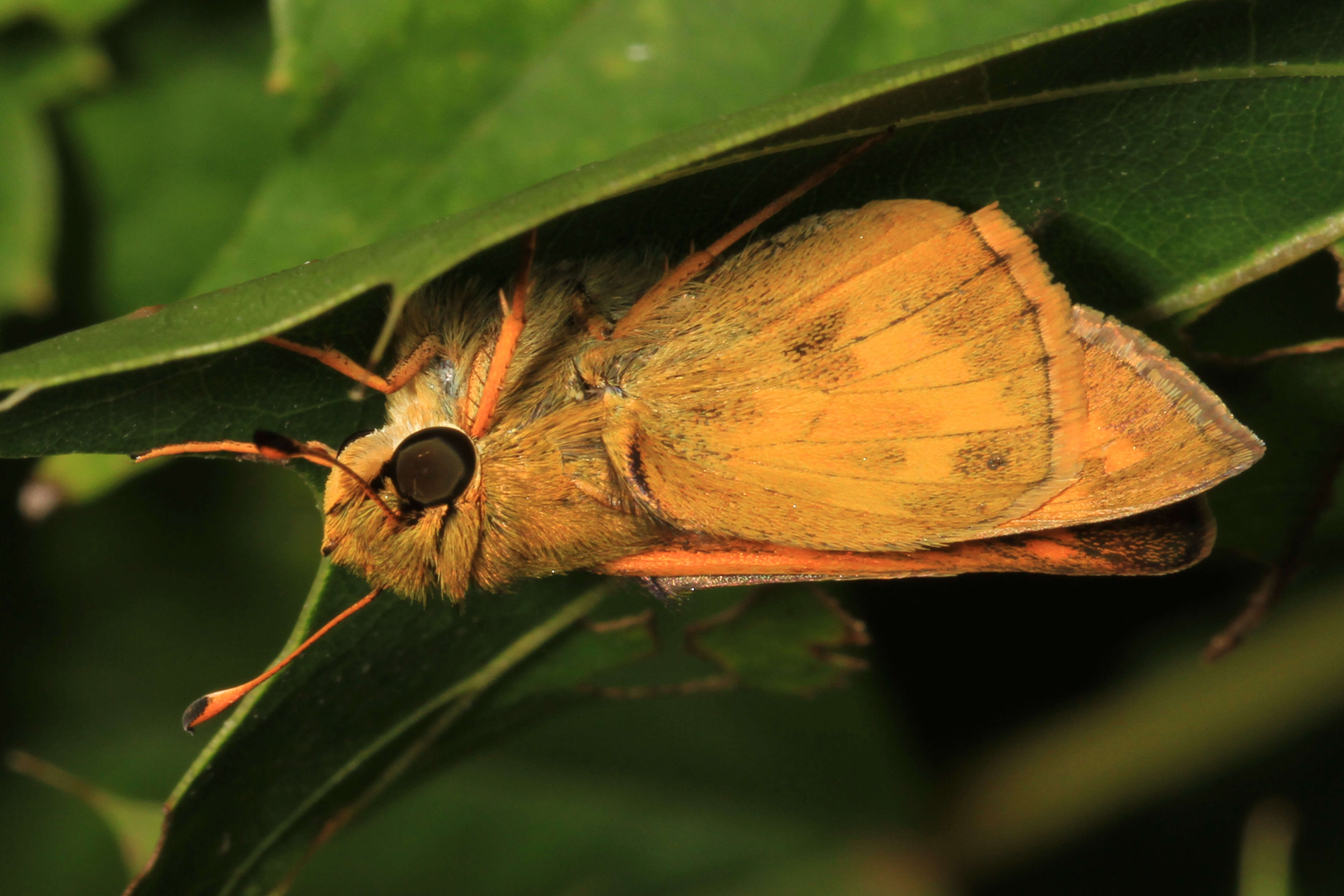 Atalopedes campestris Boisduval 1852 resmi