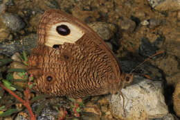 Image of Common Wood Nymph