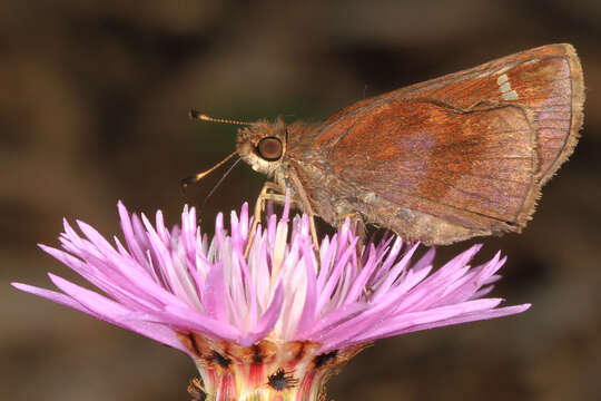 Image of Clouded Skipper