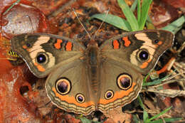 Image of Common buckeye