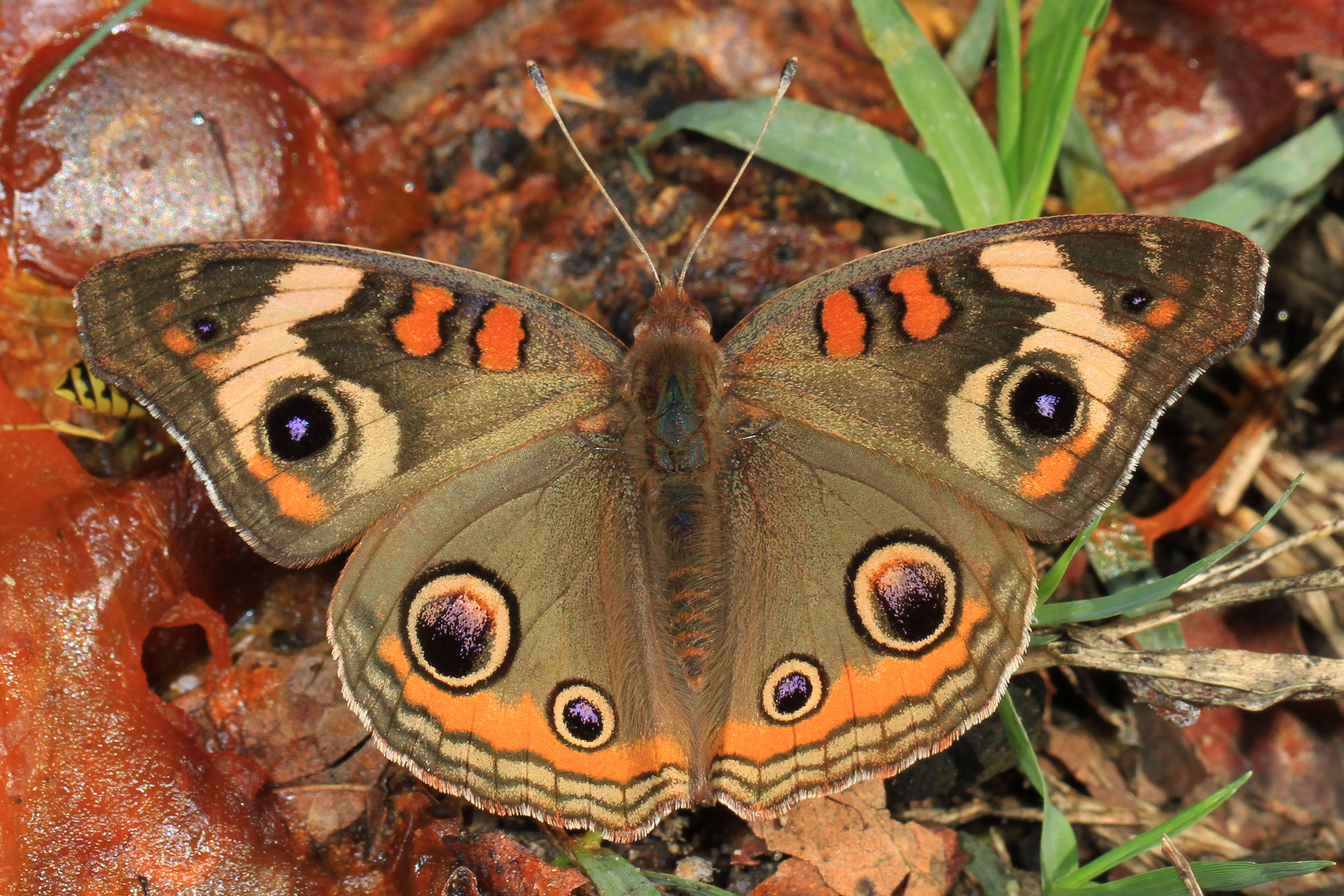 Image of Common buckeye