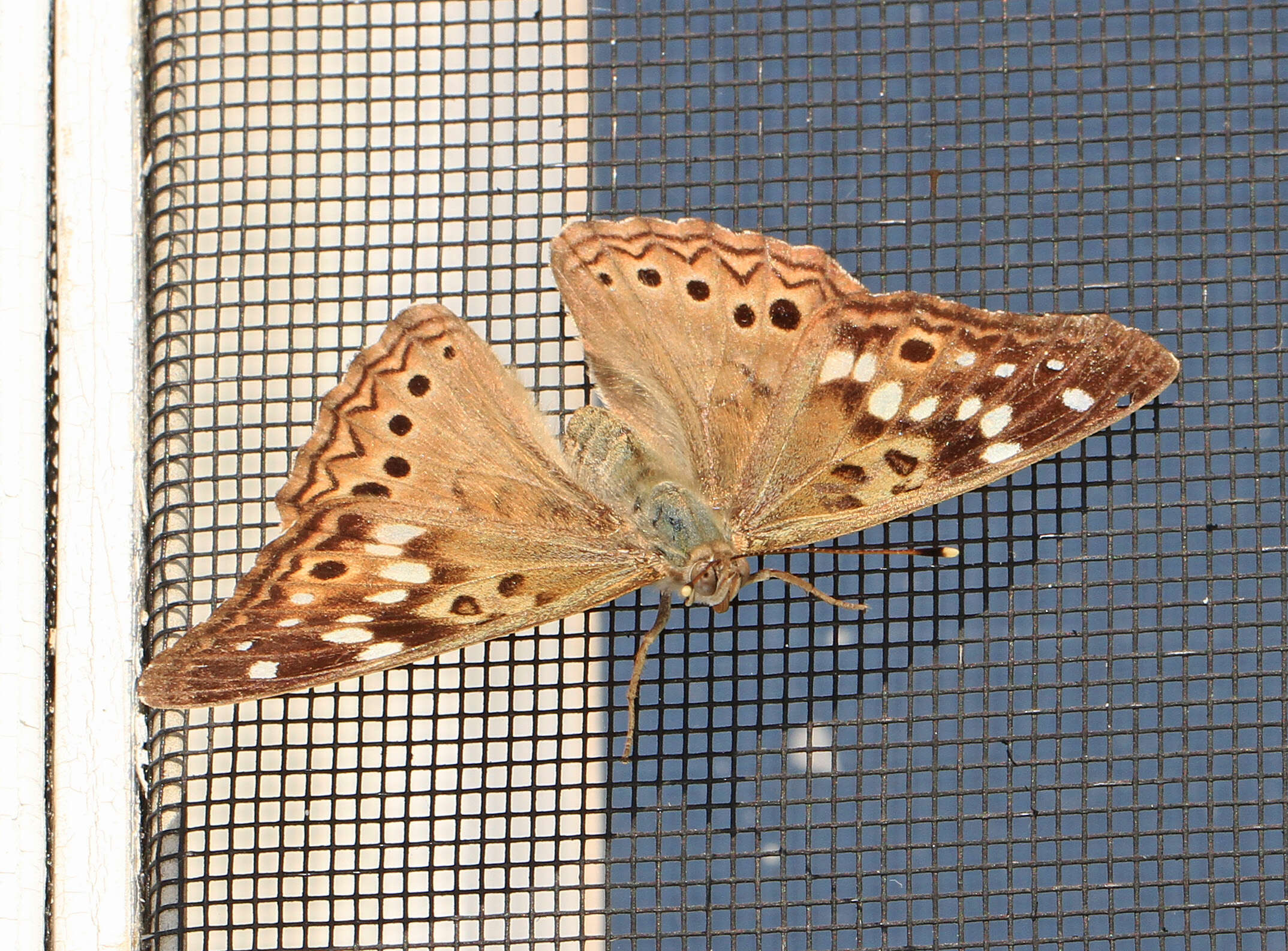 Image of Hackberry Emperor