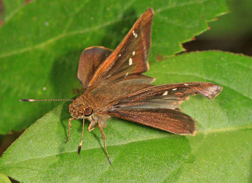 Image of Clouded Skipper