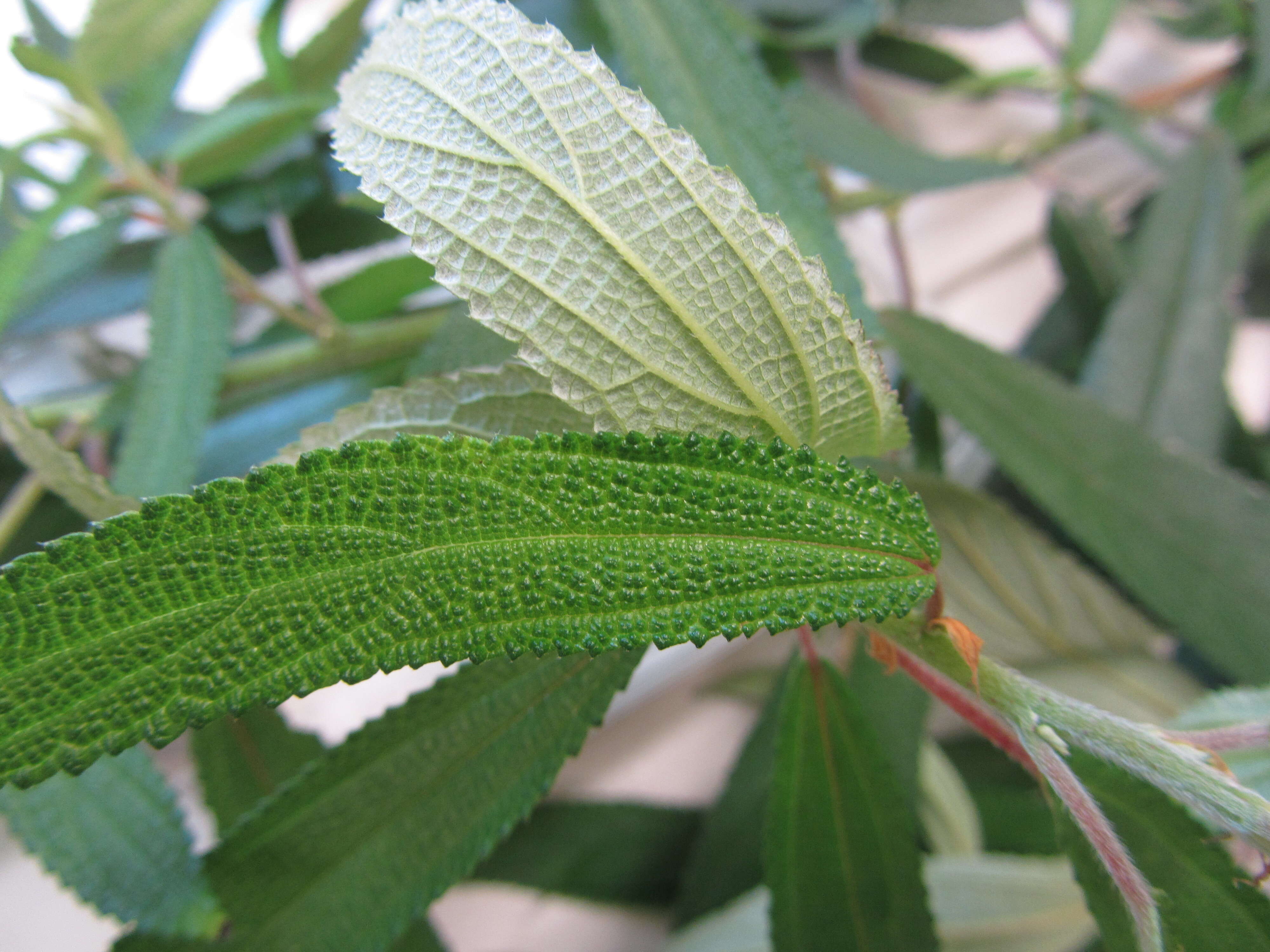 Imagem de Debregeasia longifolia (Burm. fil.) Wedd.