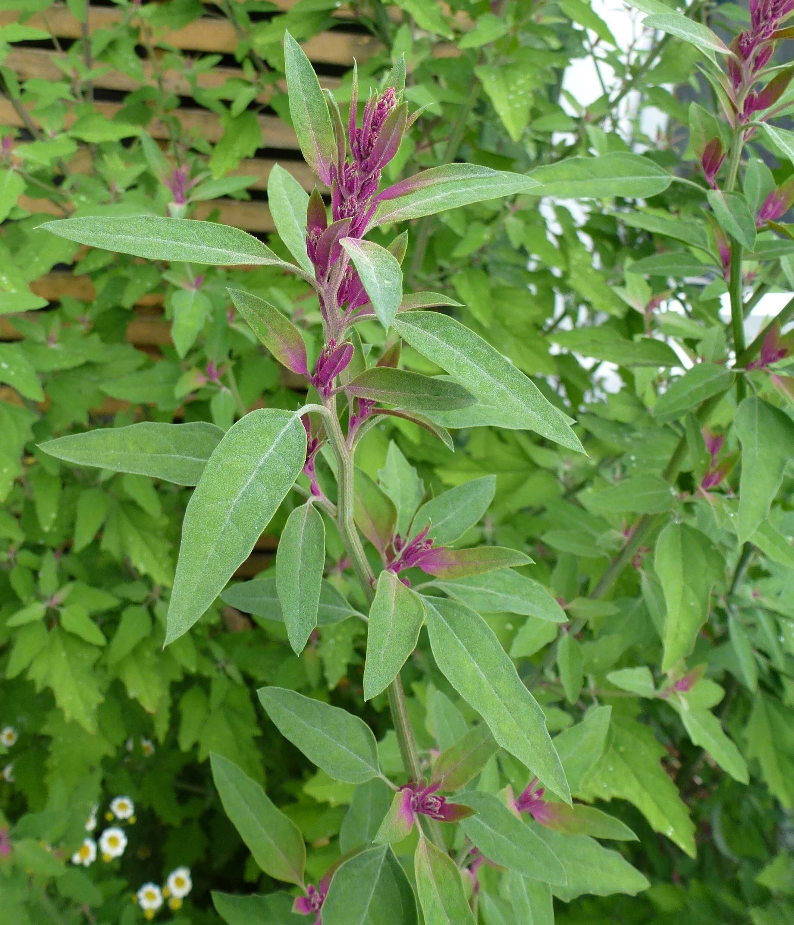 Image of quinoa