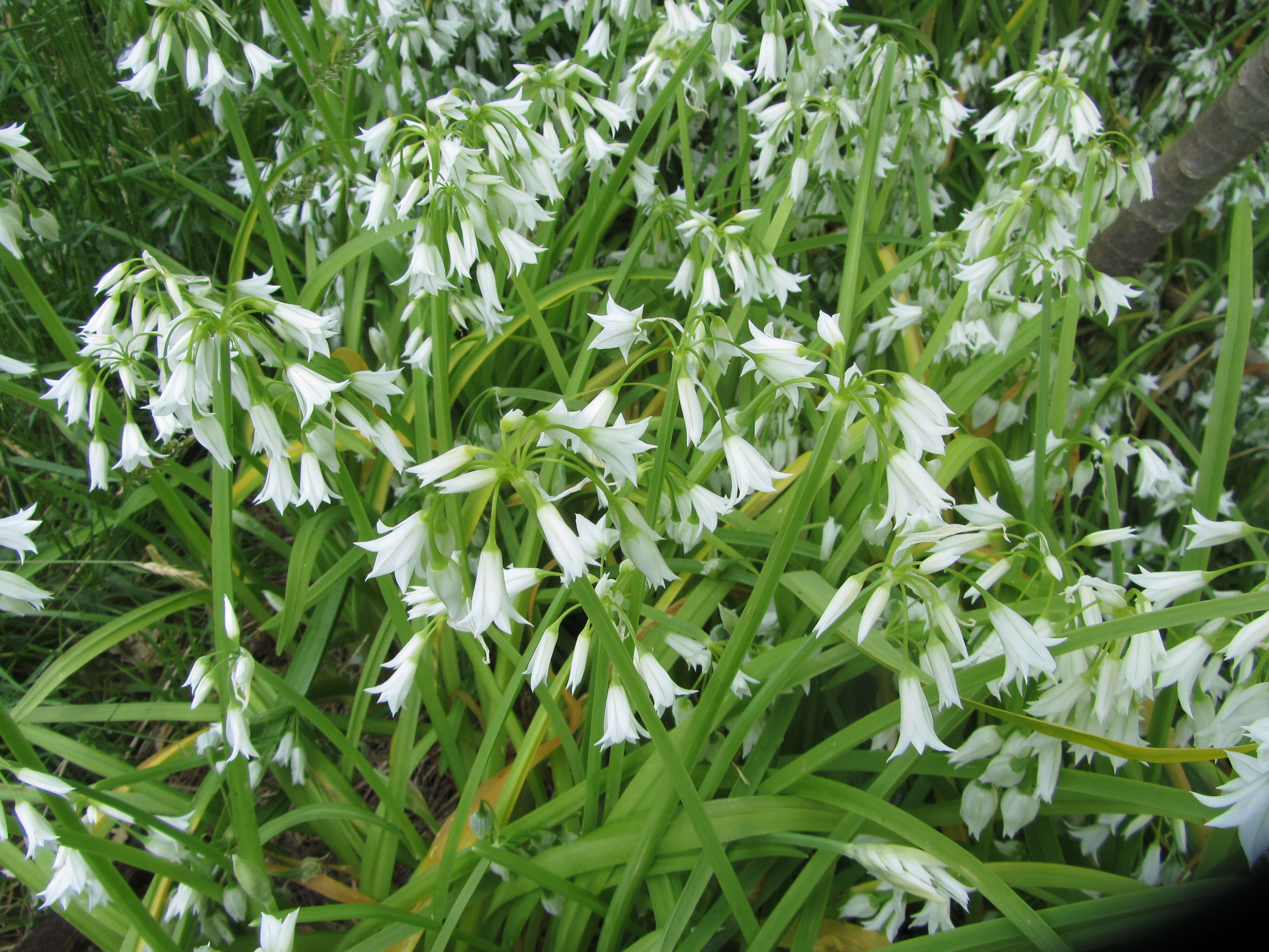 Image of Threecorner leek