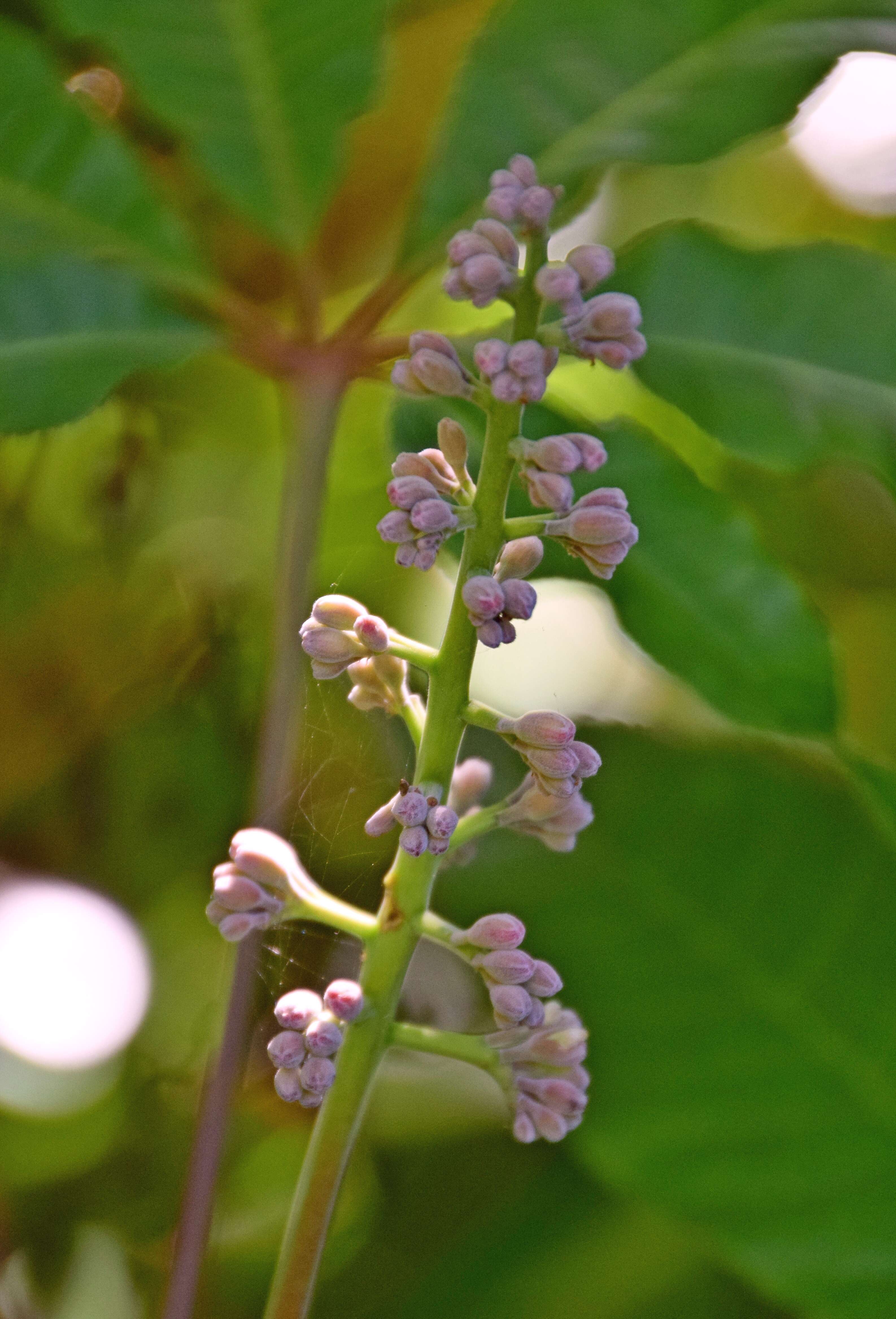 Imagem de Aesculus indica (Colebr. ex Cambess.) Hook.