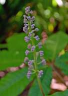 Imagem de Aesculus indica (Colebr. ex Cambess.) Hook.