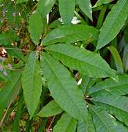 Imagem de Aesculus indica (Colebr. ex Cambess.) Hook.