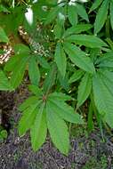 Imagem de Aesculus indica (Colebr. ex Cambess.) Hook.