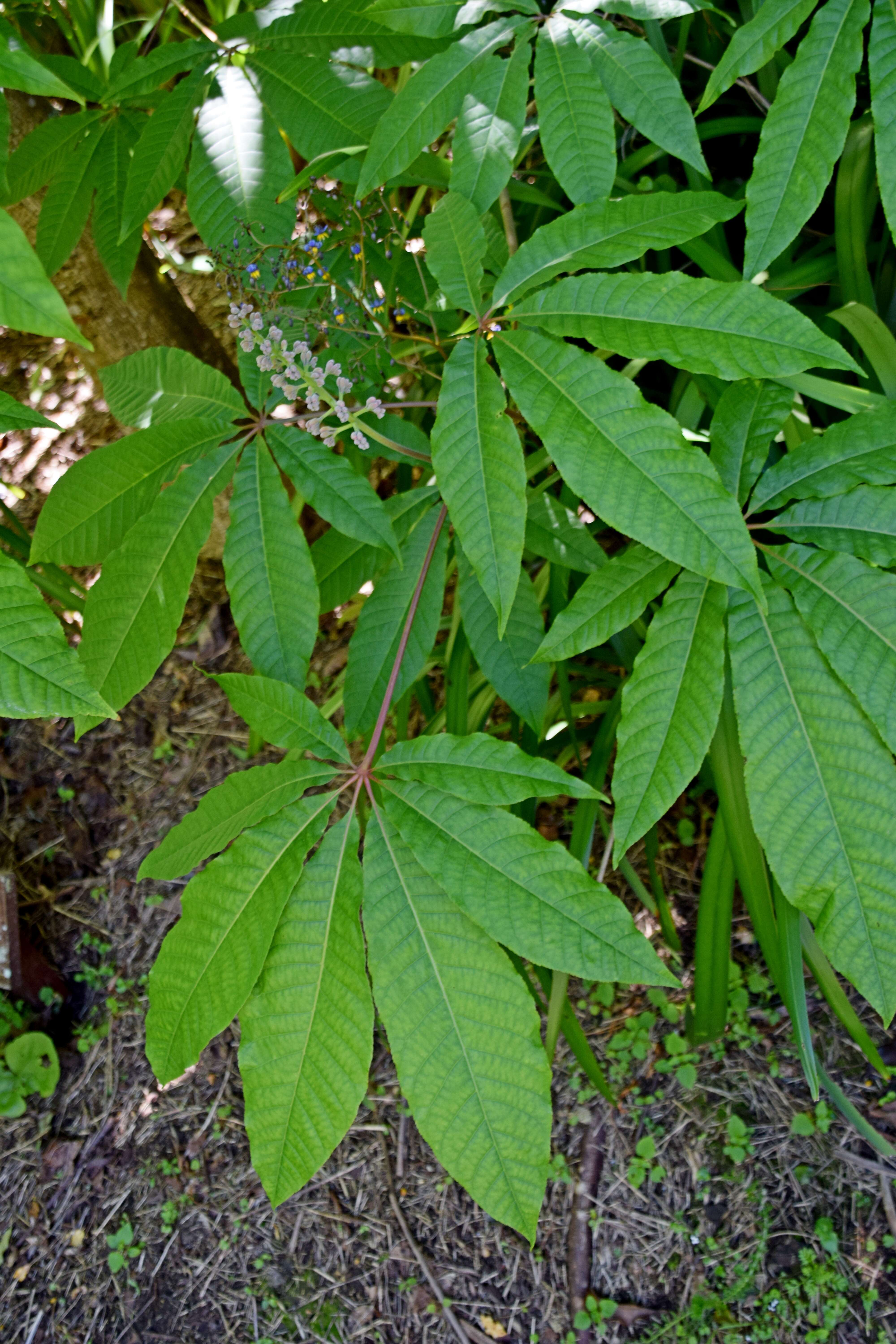 Imagem de Aesculus indica (Colebr. ex Cambess.) Hook.