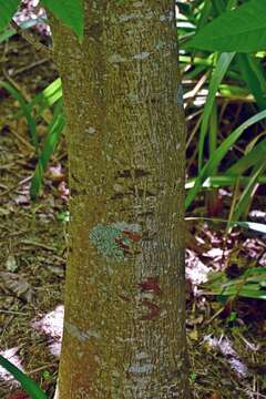 Imagem de Aesculus indica (Colebr. ex Cambess.) Hook.