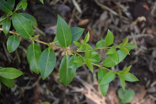 Image of Osmanthus delavayi Franch.