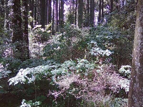 Imagem de Clerodendrum trichotomum Thunb.