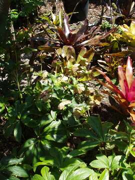 Image of lenten-rose