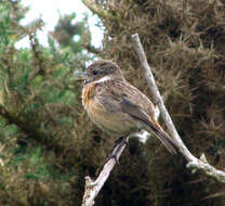 Image of European Stonechat