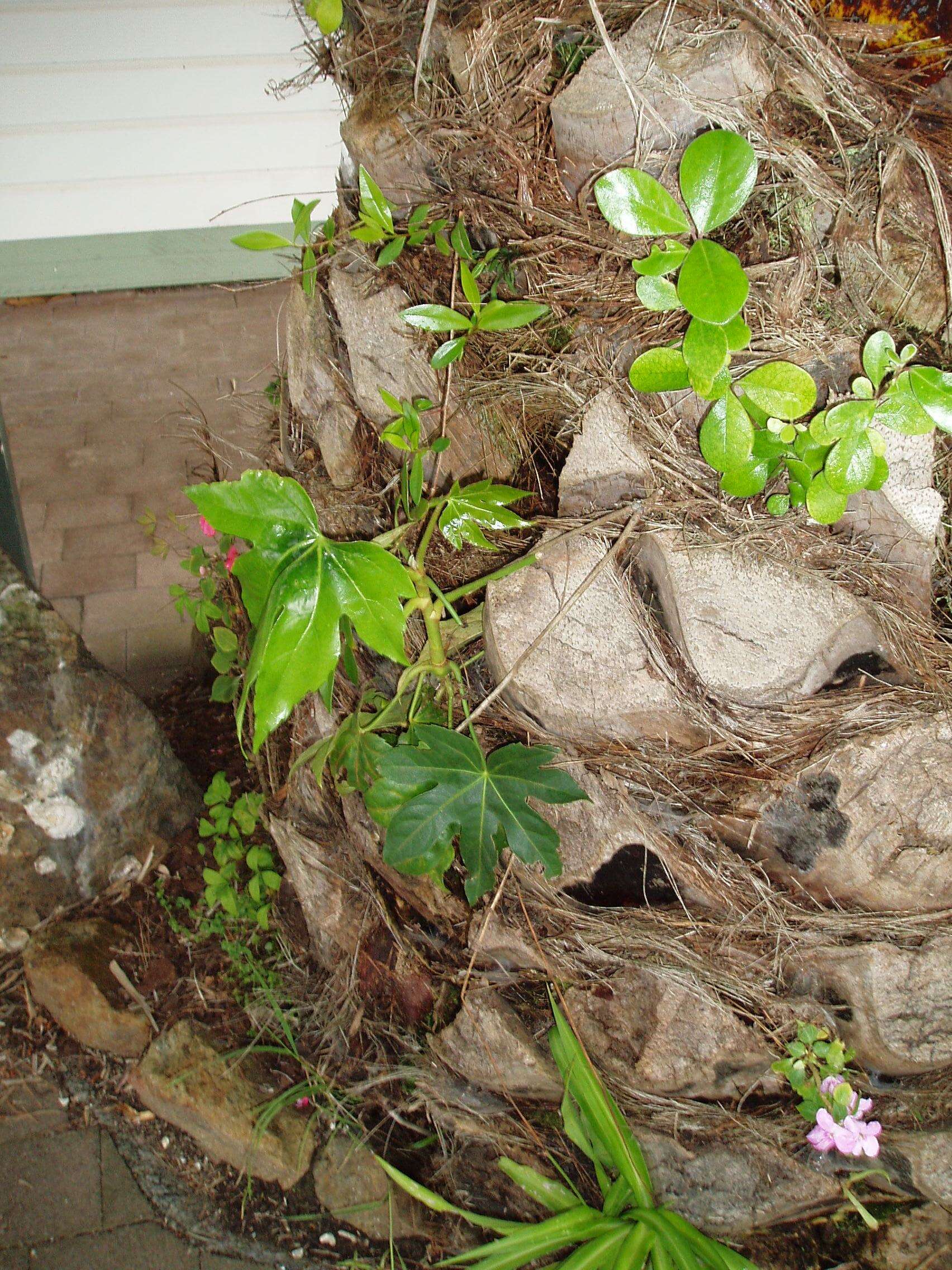 Image of fatsia
