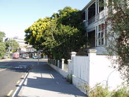 Image of Gold medallion tree