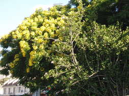 Image of Gold medallion tree