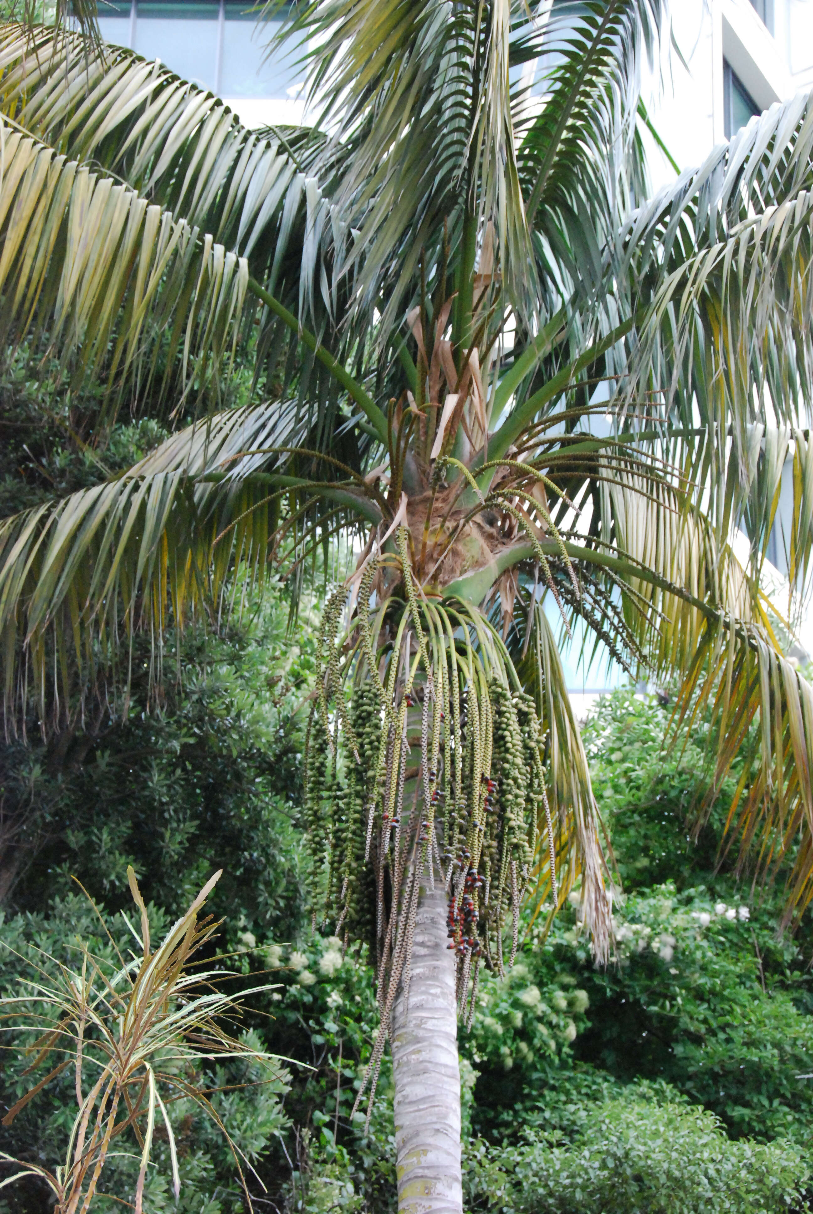 Image of Kentia Palm