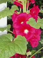 Image of hollyhock