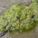 Image of Percursaria percursa