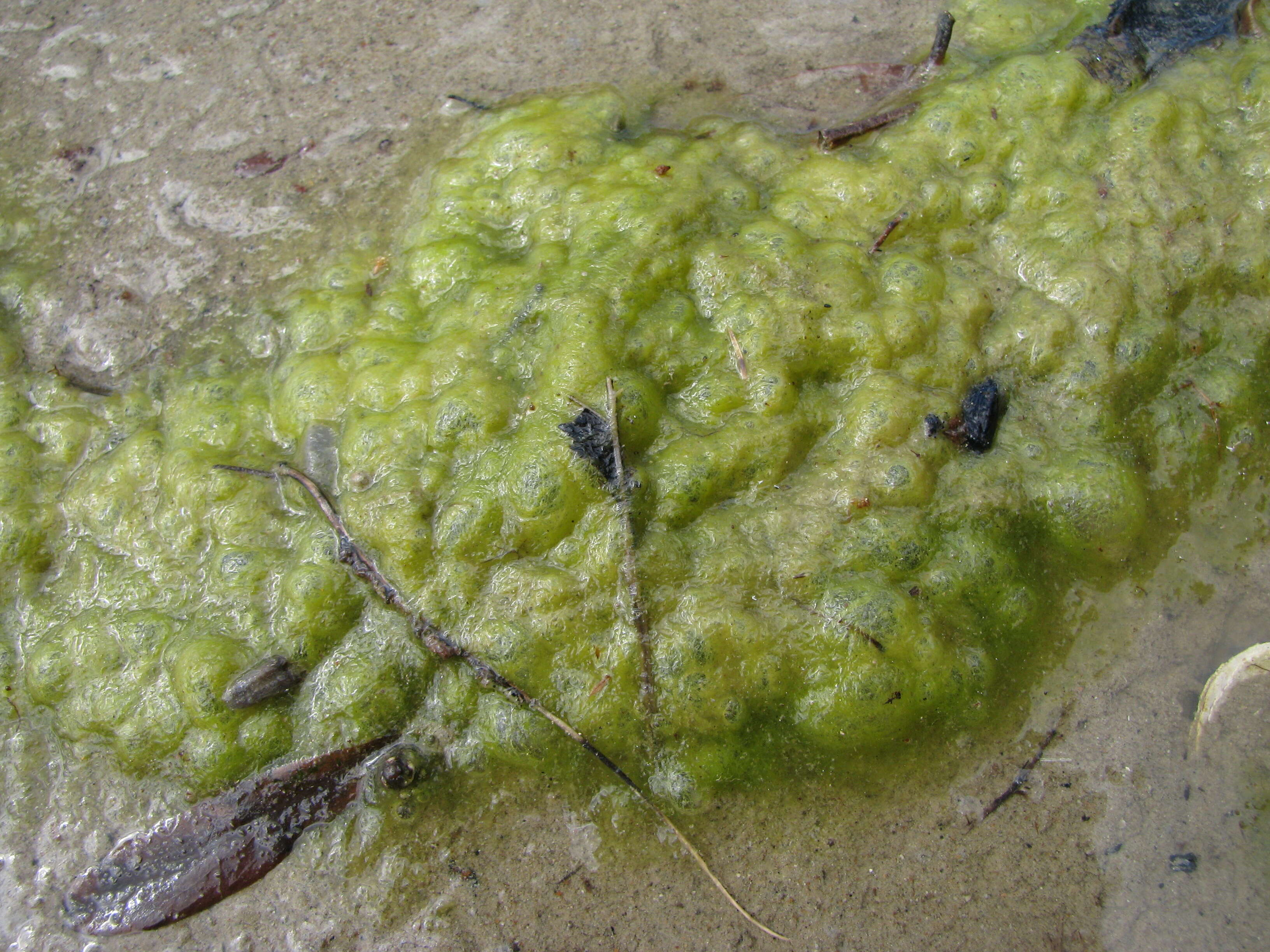 Image of Percursaria percursa