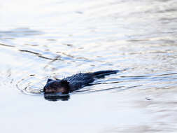 Image of muskrat