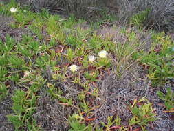 Image of hottentot fig