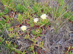 Image of hottentot fig