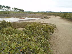 Imagem de Carpobrotus edulis (L.) N. E. Br.