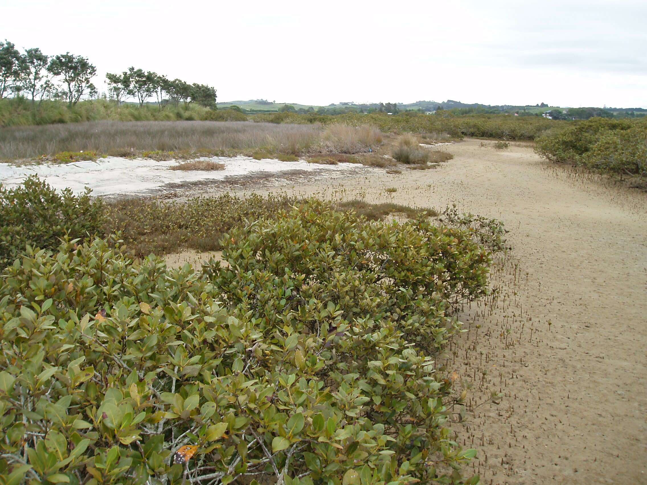 Imagem de Carpobrotus edulis (L.) N. E. Br.