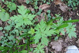 Image of Madiera cranesbill