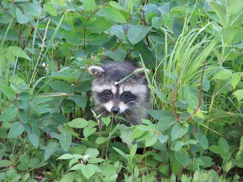 Image of raccoons