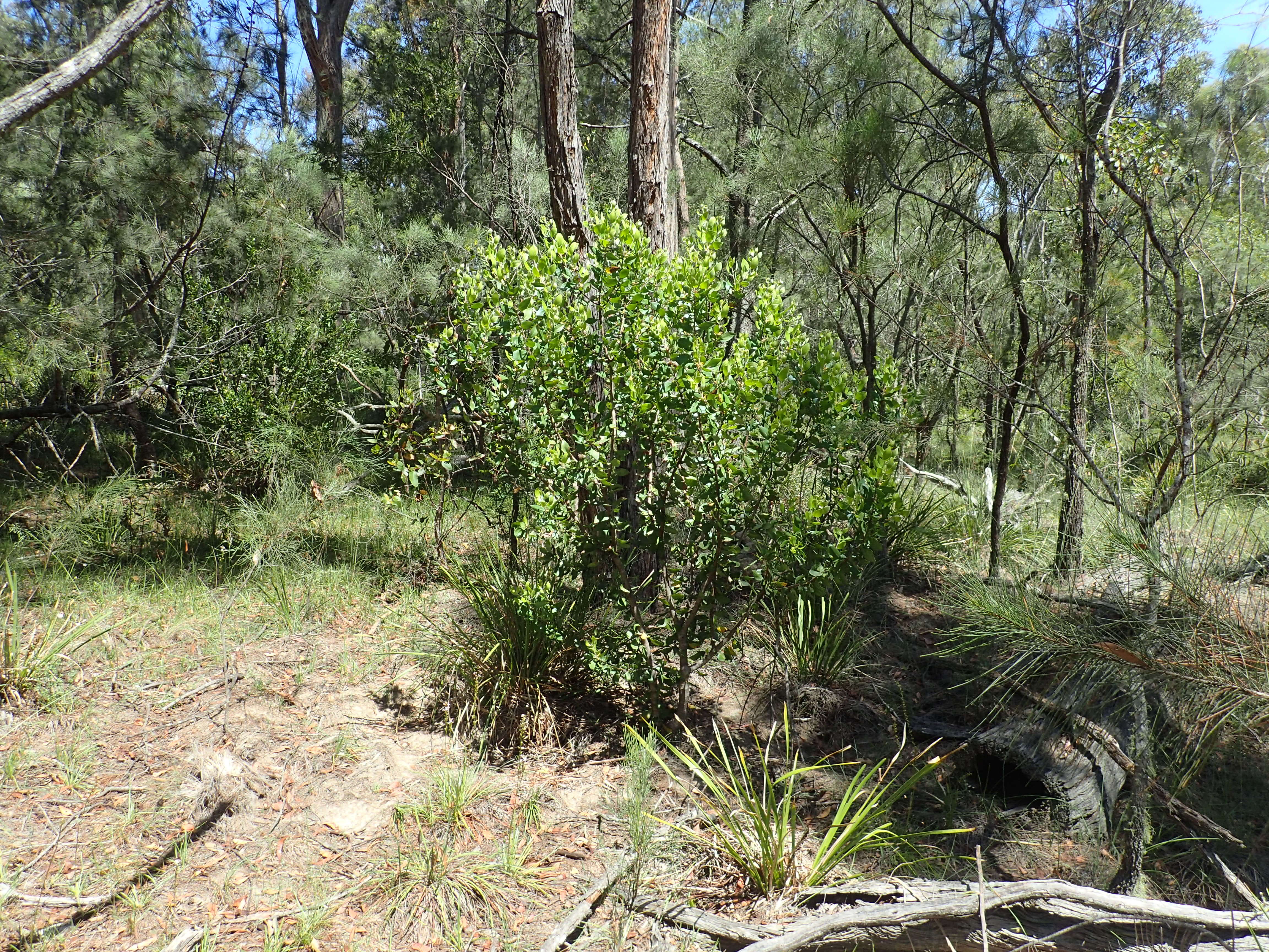 Image of Persoonia cornifolia A. Cunn. ex R. Br.