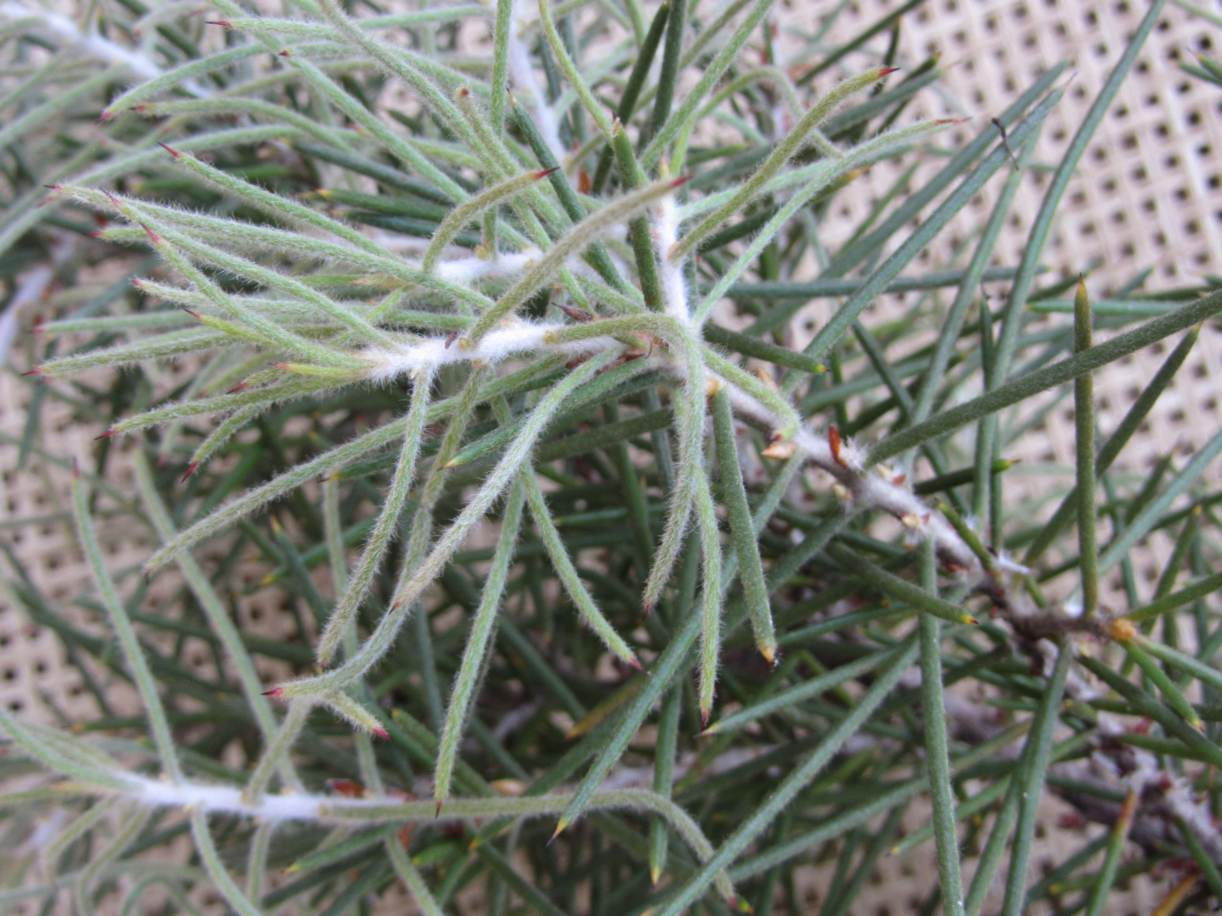 Image de Hakea gibbosa (Sm.) Cav.