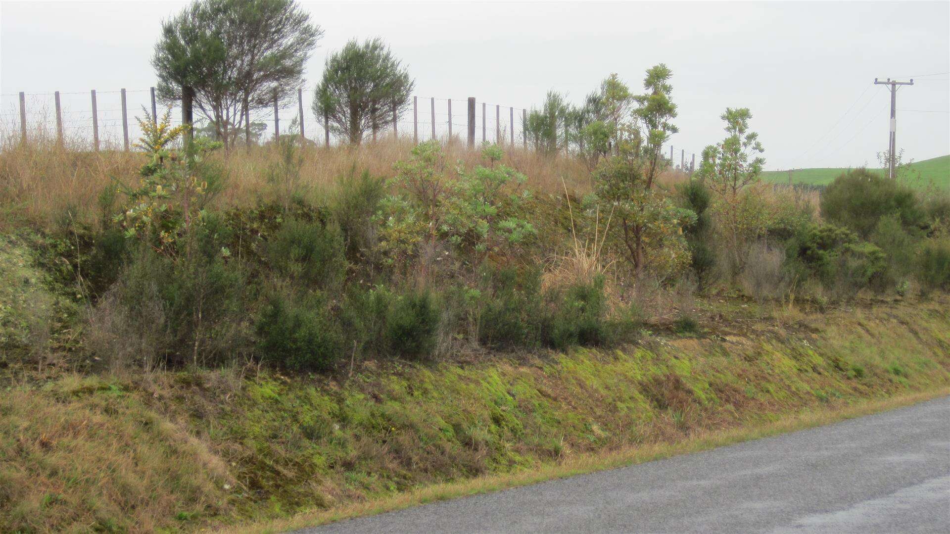 Imagem de Banksia integrifolia L. fil.