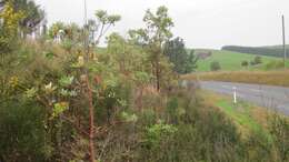 Imagem de Banksia integrifolia L. fil.