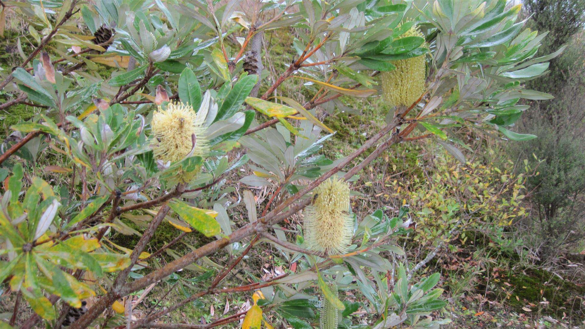 Imagem de Banksia integrifolia L. fil.