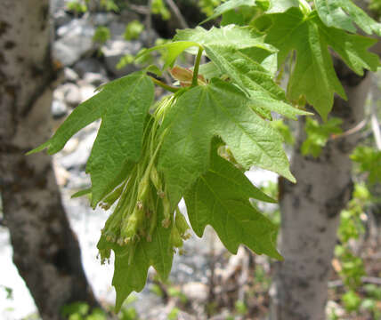 Image of Canyon Maple