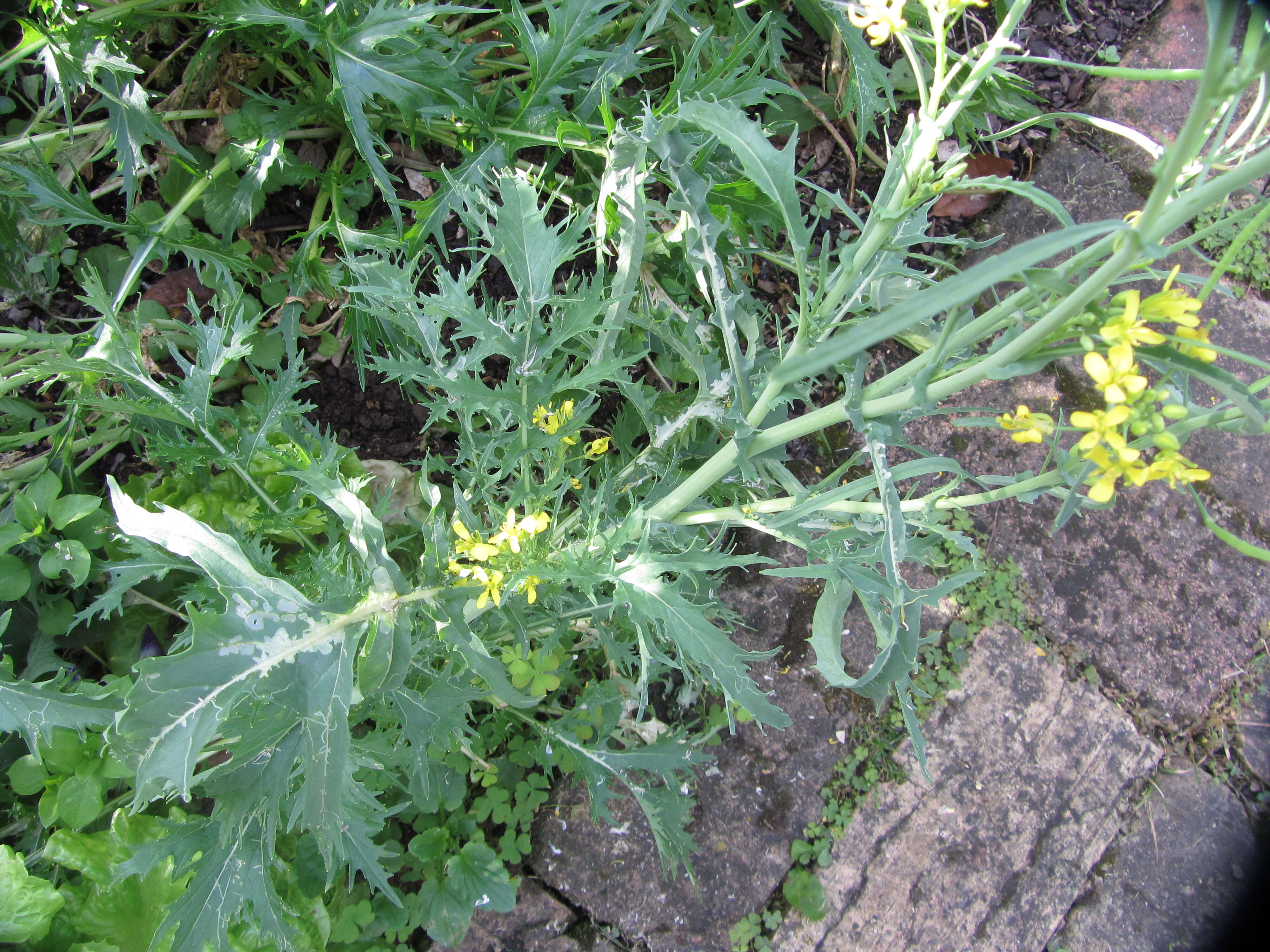 Image of common mustard