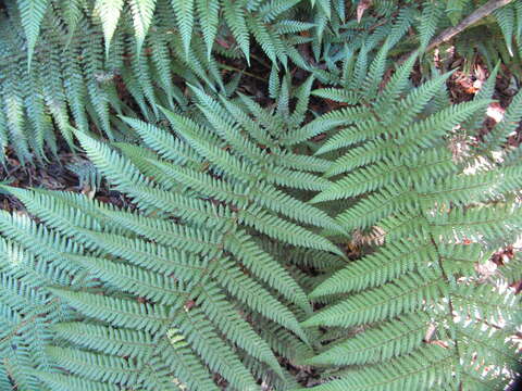 Image of Tree fern