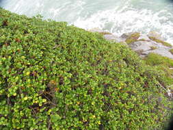 Image de Coprosma repens A. Rich.