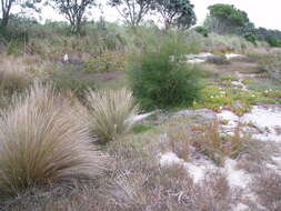 Image of gray sheoak